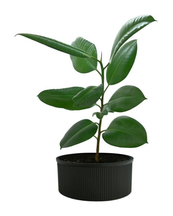 1719304385-407045-big