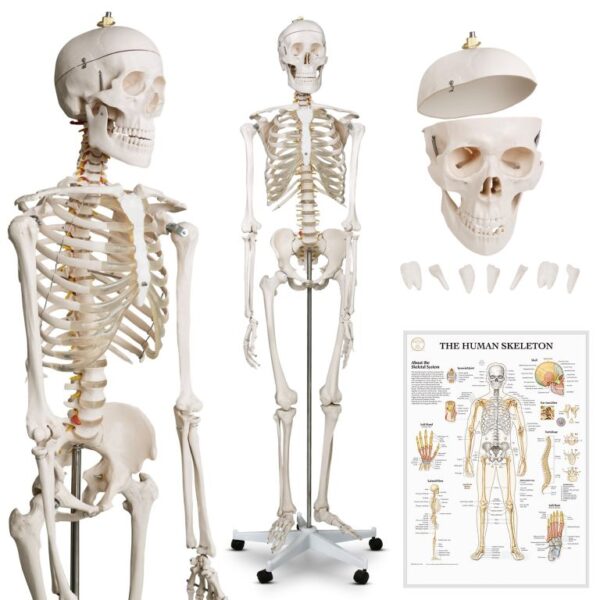 1741266194-886398-big